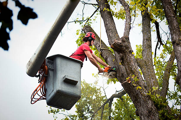 Tree Branch Trimming in Welcome, SC